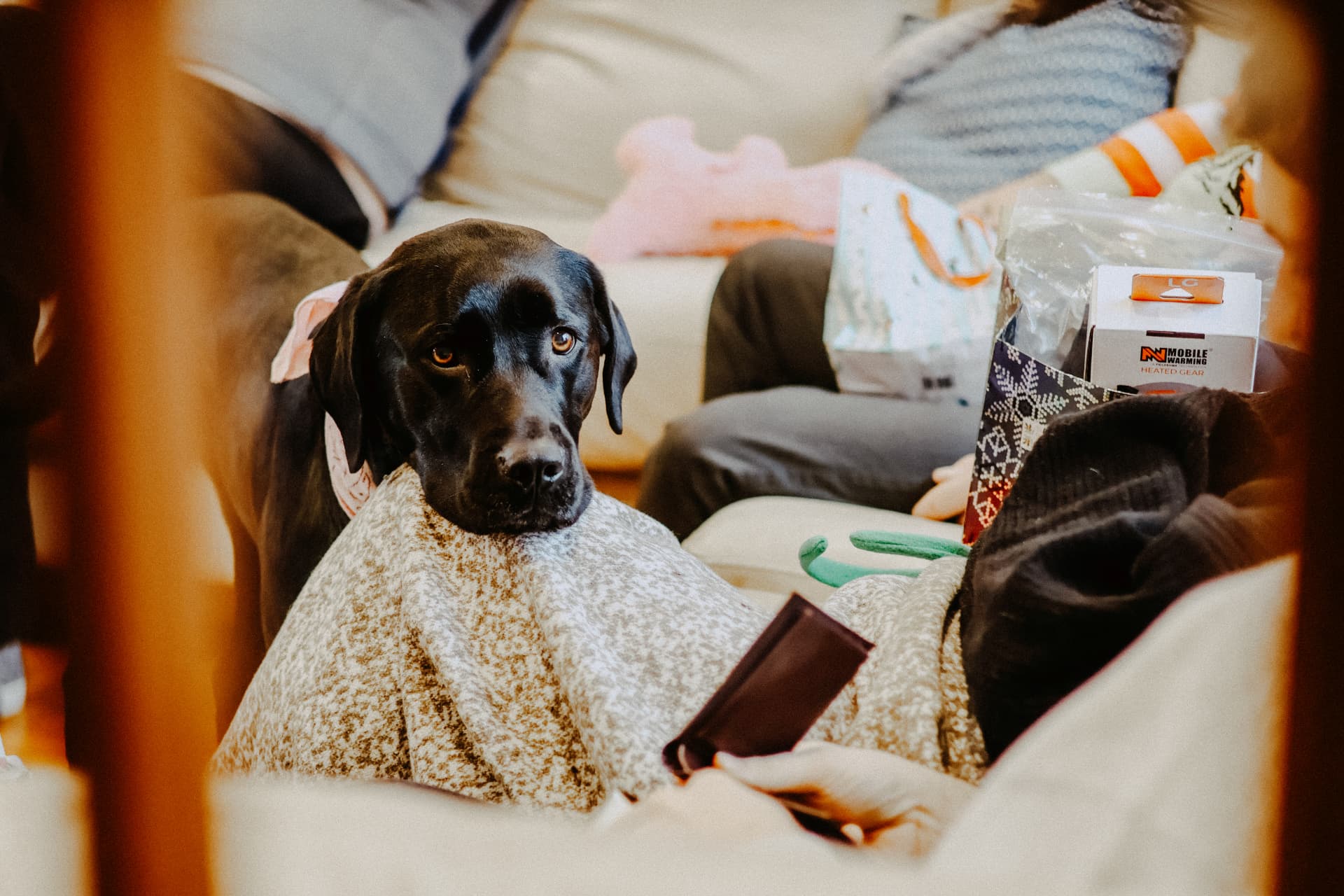 A black lab resting its chin on a couch blanket during a cozy evening in
