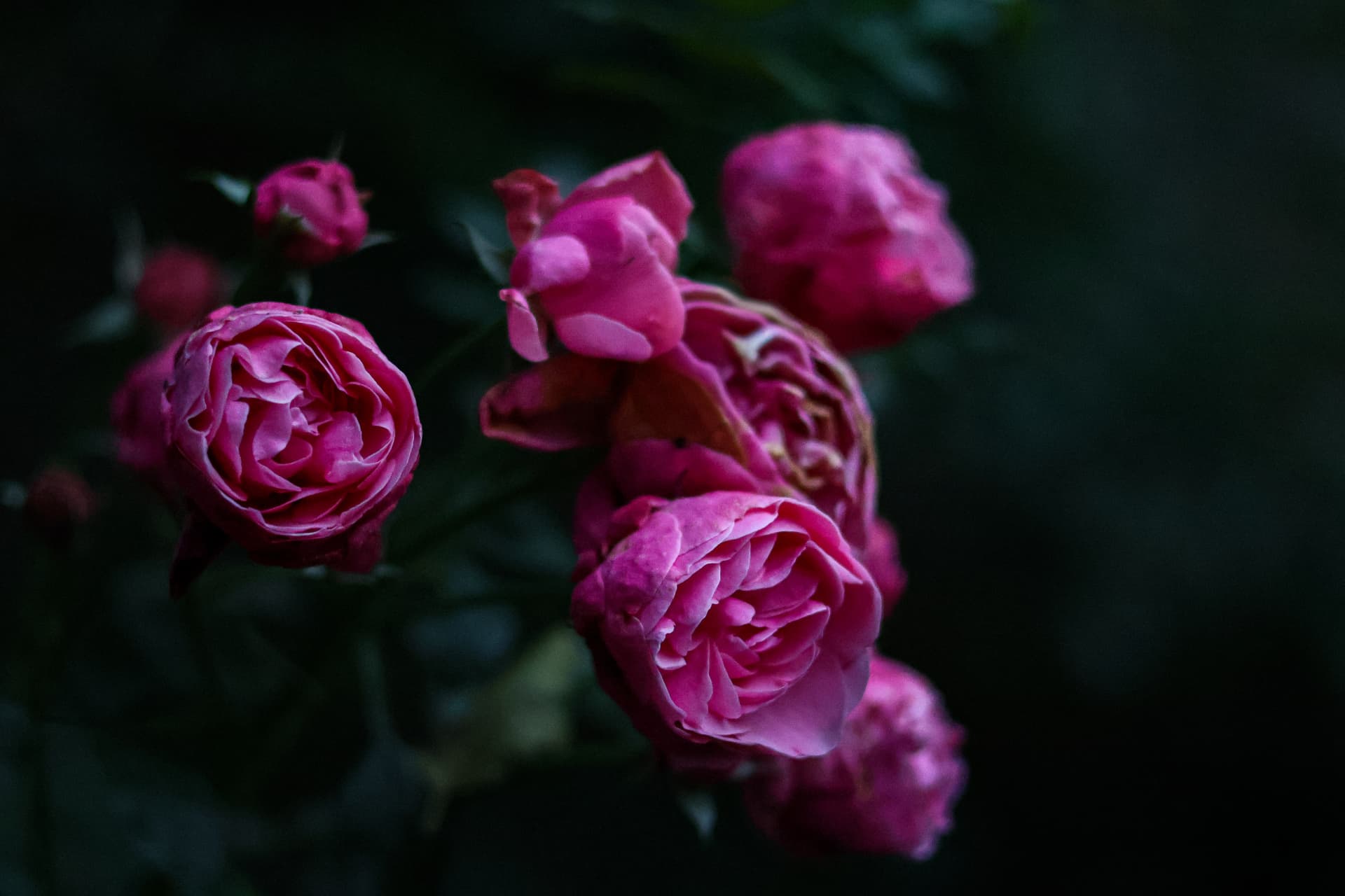 Deep pink roses emerging from dark green foliage